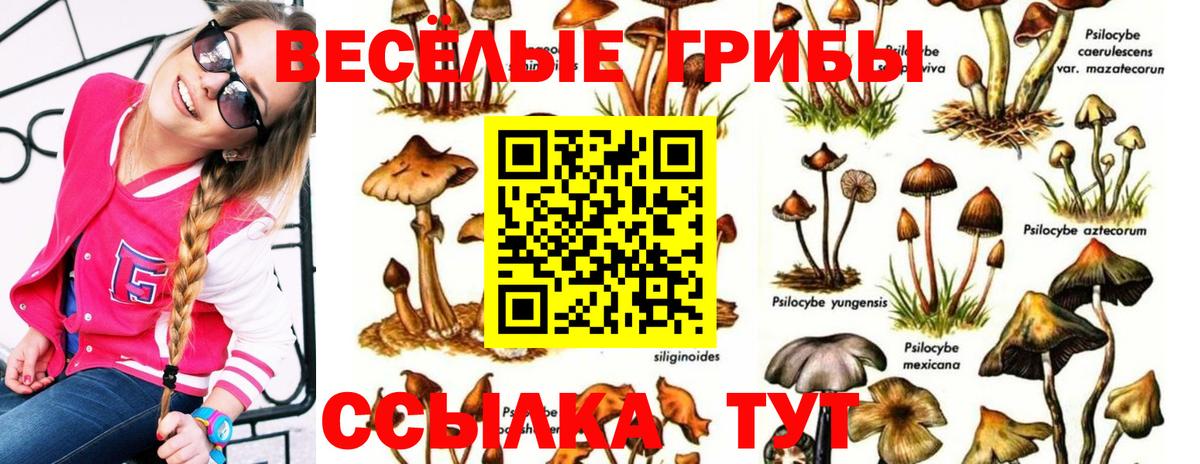 Галлюциногенные грибы GOLDEN TEACHER  Вход с VPN  Галлюциногенные грибы Psilocybine cubensis  Звенигород 